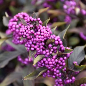 Pearl Glam Beautyberry with berries