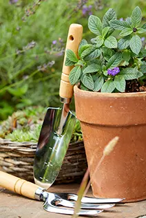 a potted plant and garden tools