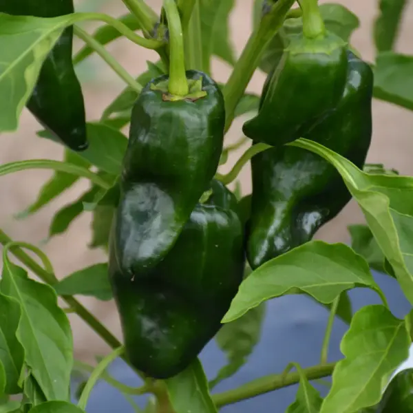 Poblano Pepper plant