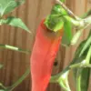 Serrano Pepper