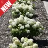 Tiny Quick Fire Hydrangea