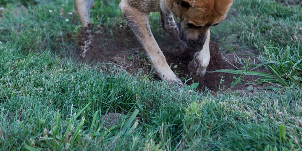 How to Mend Your Lawn from Dog Urine Spots | Platt Hill Nursery ...