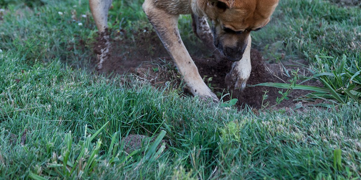 dog digging a hole -Platt Hill Nursery-Chicago