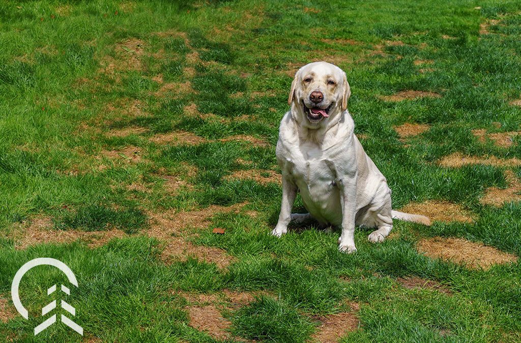Does Dog Pee Ruin Fake Grass