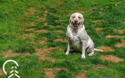 How to Mend Your Lawn from Dog Urine Spots