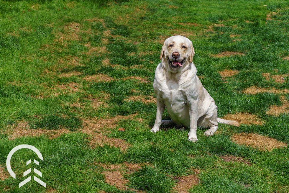 How To Repair Your Lawn From Dog Urine