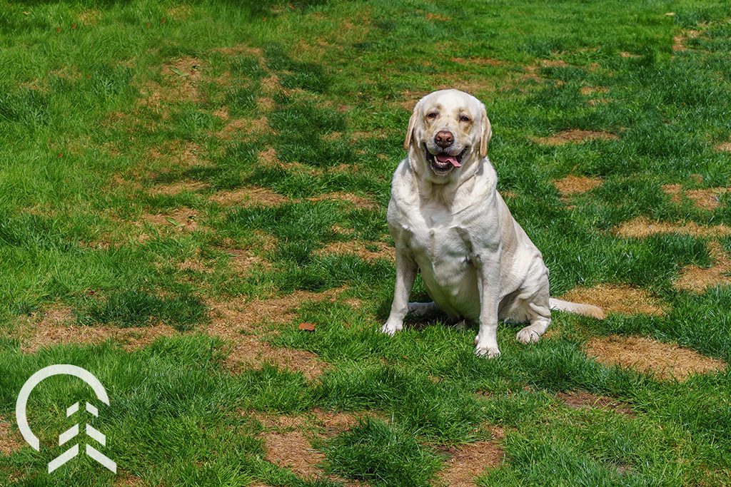 how long keep dog off fertilized yard