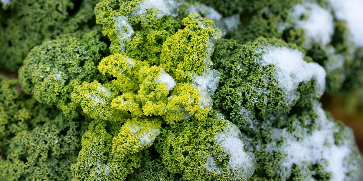 frost covered kale - Platt Hill Nursery-Chicago