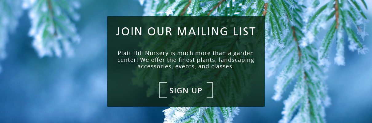 frosty tree foliage-newsletter subscribe button-Platt Hill Nursery-Chicago