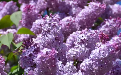 Lovely Lilacs
