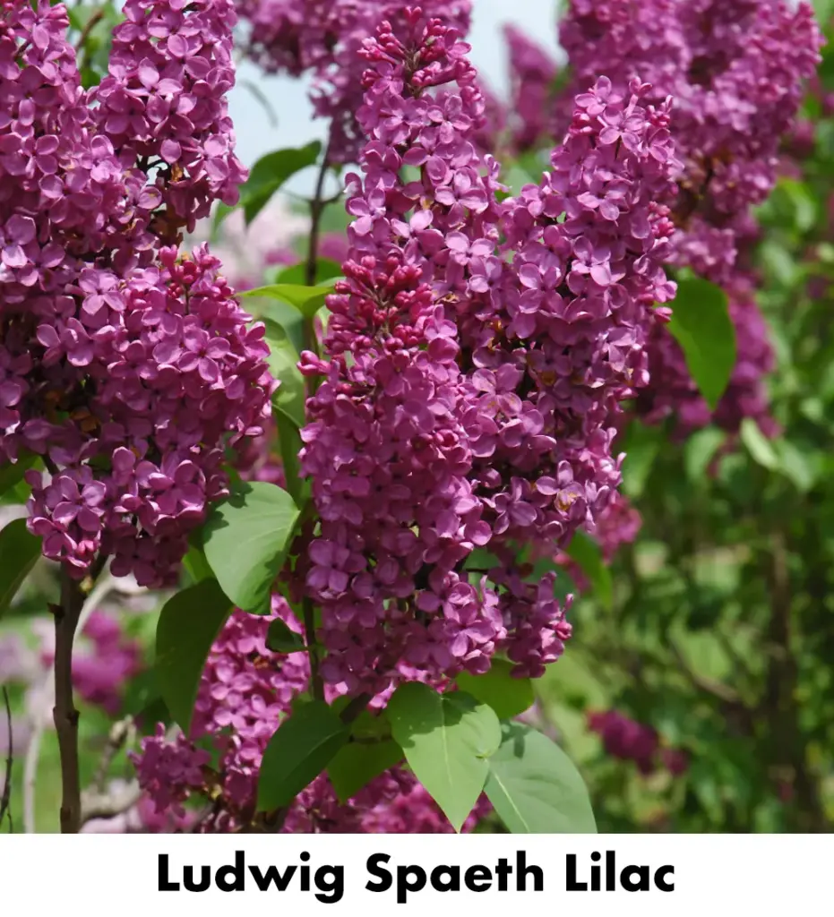 Ludwig Spaeth Lilac