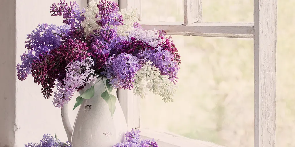 Lilac Blooms in a Pitcher