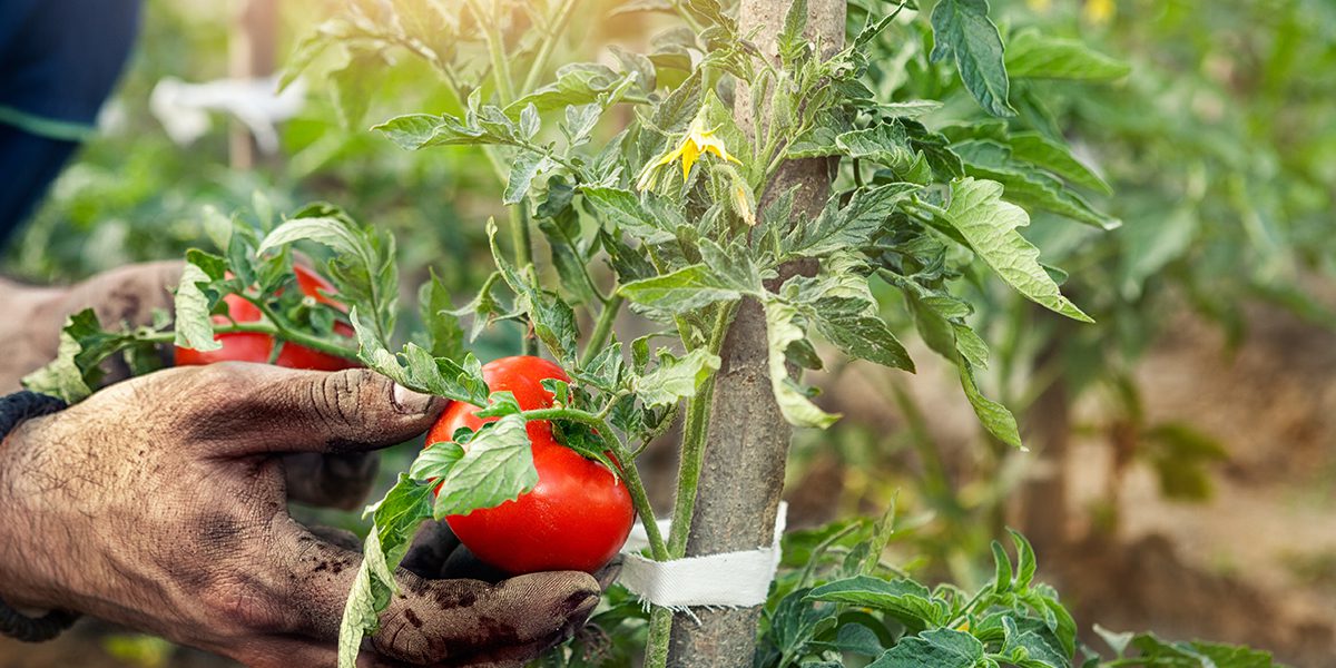 Platt Hill Nursery-Chicago-harvesting a tomato