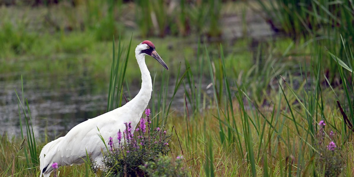 Platt Hill Nursery-Chicago-white crane bird