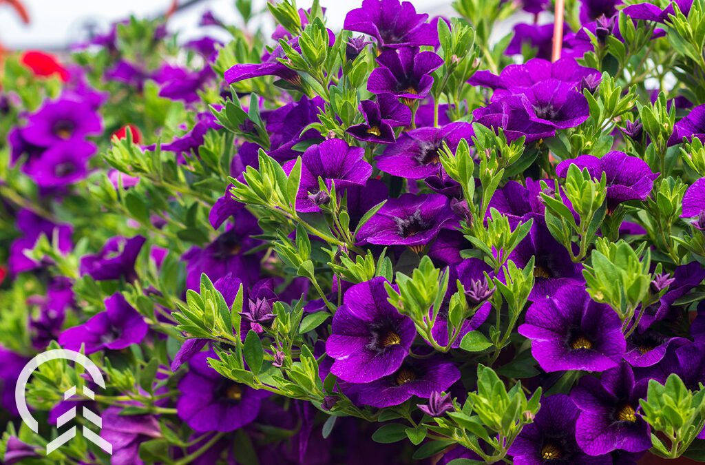 purple calibrachoa-Platt Hill Nursery-Chicago