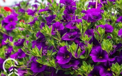 Bring Color and Scent to Your Spring Garden with these Annuals