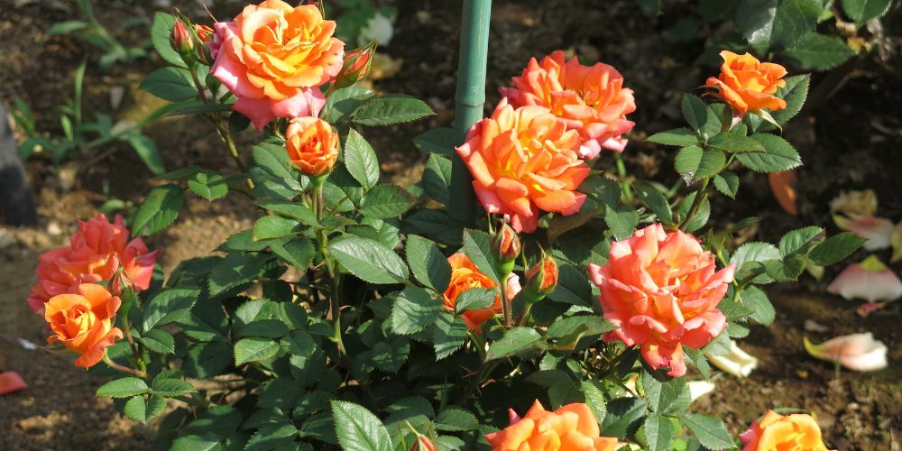 Platt Hill Nursery-Chicago-orange blooming rose