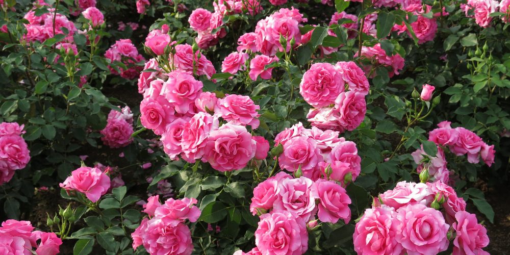 Platt Hill Nursery-Chicago-pink blooming rose