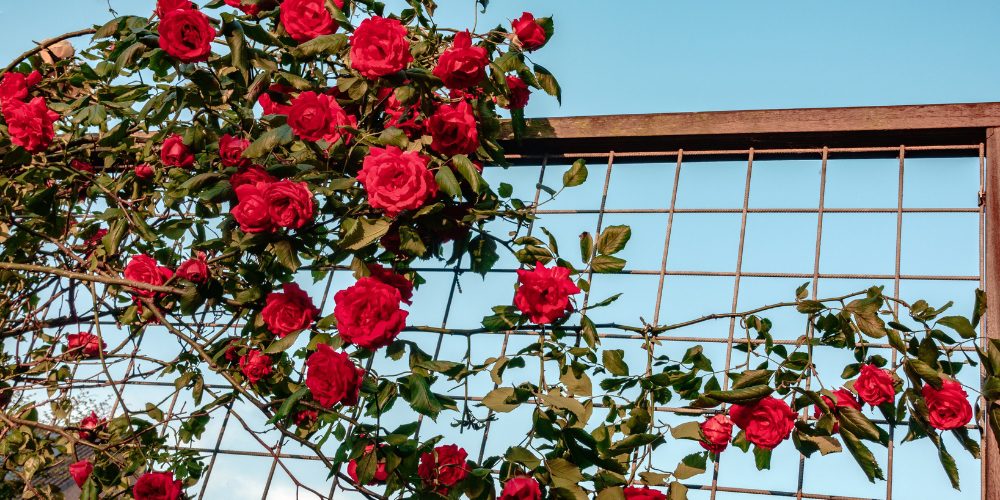 Platt Hill Nursery-Chicago-red climbing rose