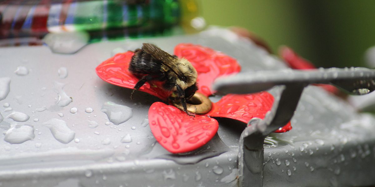 Bee on hummingbird feeder-Platt Hill Nursery-Chicago
