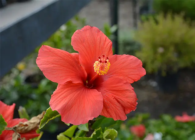 Red Tropical Hibiscus