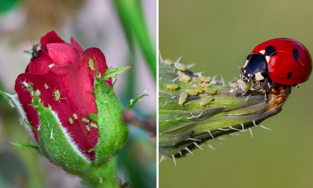 How to Get Rid of Bugs on Indoor Plants - Platt Hill Nursery - Blog & Advice