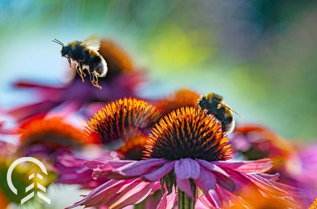 bees on echinacea flowers - Platt Hill Nursery-Chicago