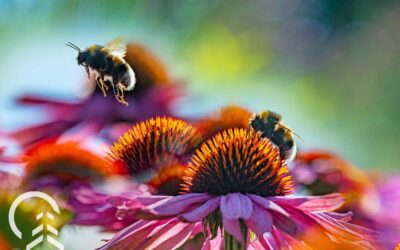 Understanding Pollinators: Types of Bees and How They Help Your Garden