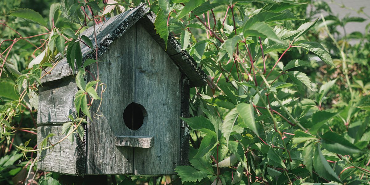 bird house in trees - Platt Hill Nursery-Chicago