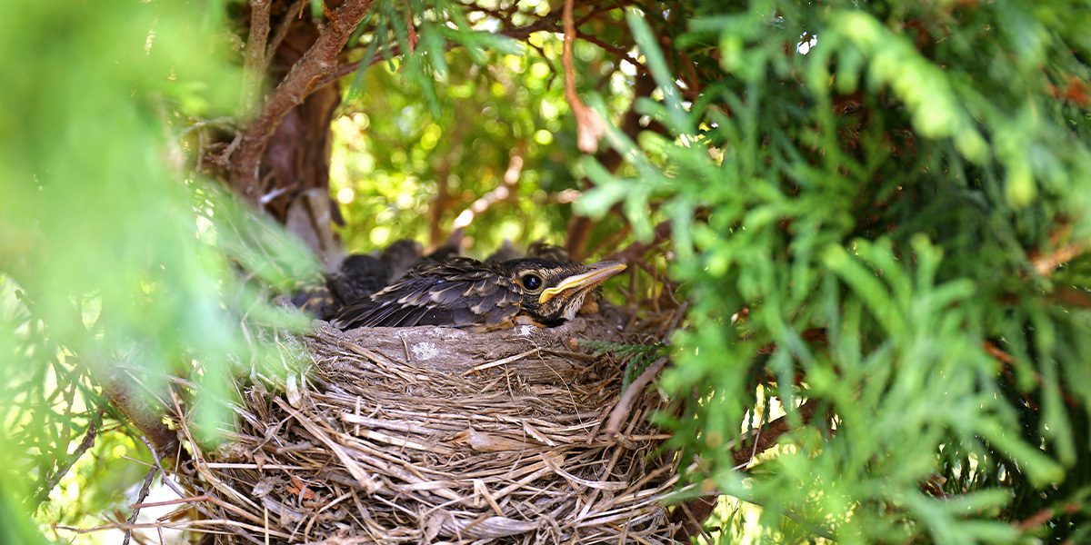 birds in nest-Platt Hill Nursery-Chicago