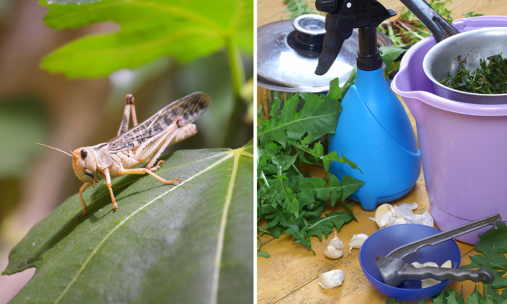 grasshoppers in garden - Platt Hill Nursery-Chicago