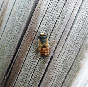 mason bee closeup- Platt Hill Nursery-Chicago