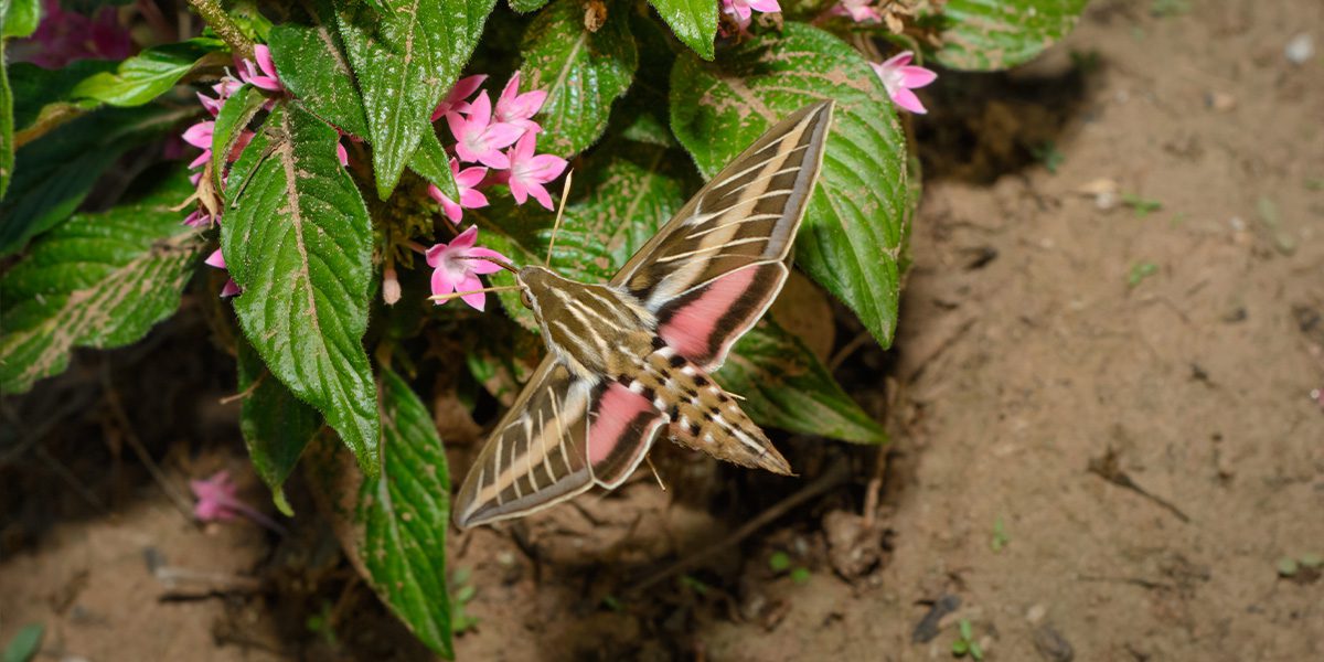 nocturnal moth in garden - Platt Hill Nursery-Chicago