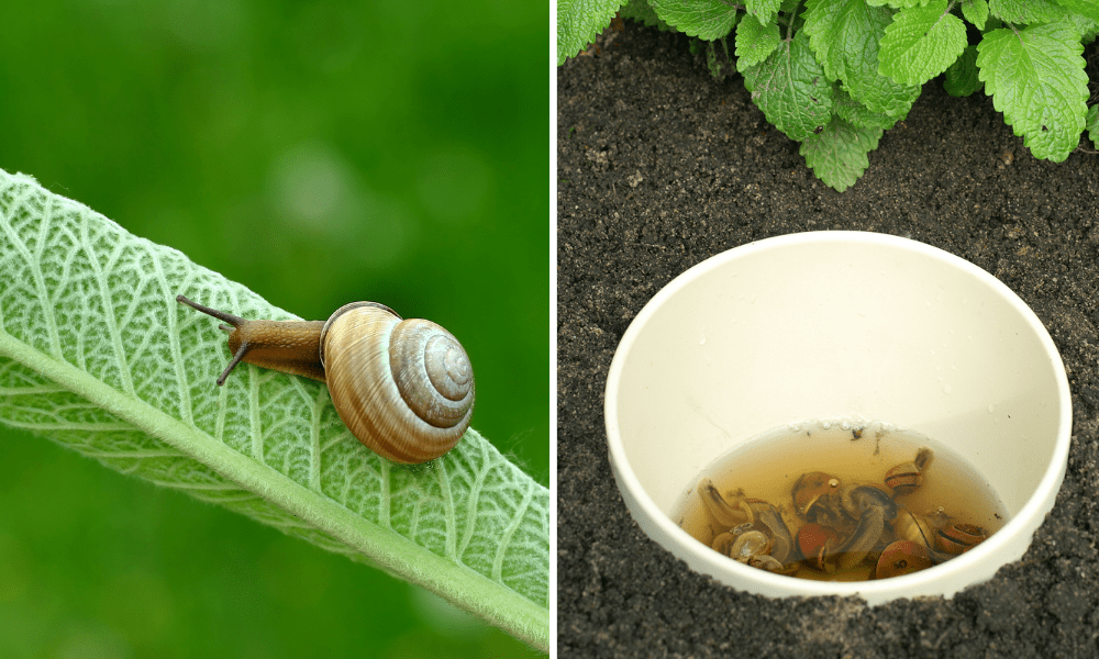 slugs and snails in garden - Platt Hill Nursery-Chicago
