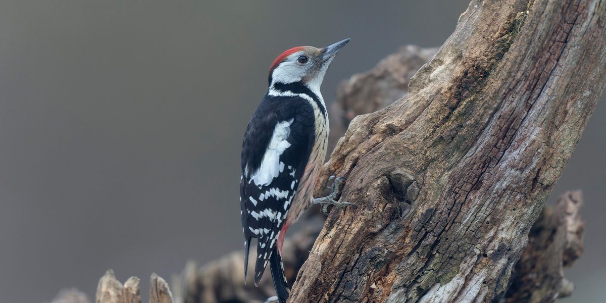woodpecker in tree- Platt Hill Nursery-Chicago