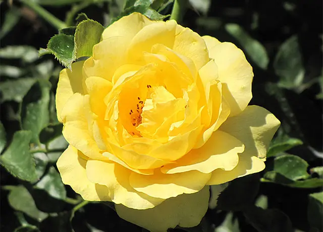 Yellow Rose Julia Child