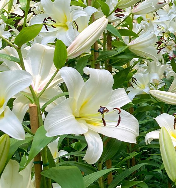 WHITE LILY FLOWERS -Platt Hill Nursery-Chicago