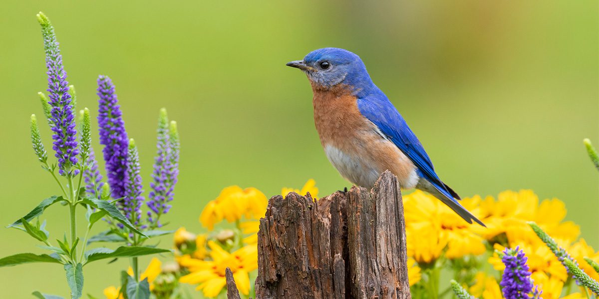 bluebird in the garden -Platt Hill Nursery-Chicago