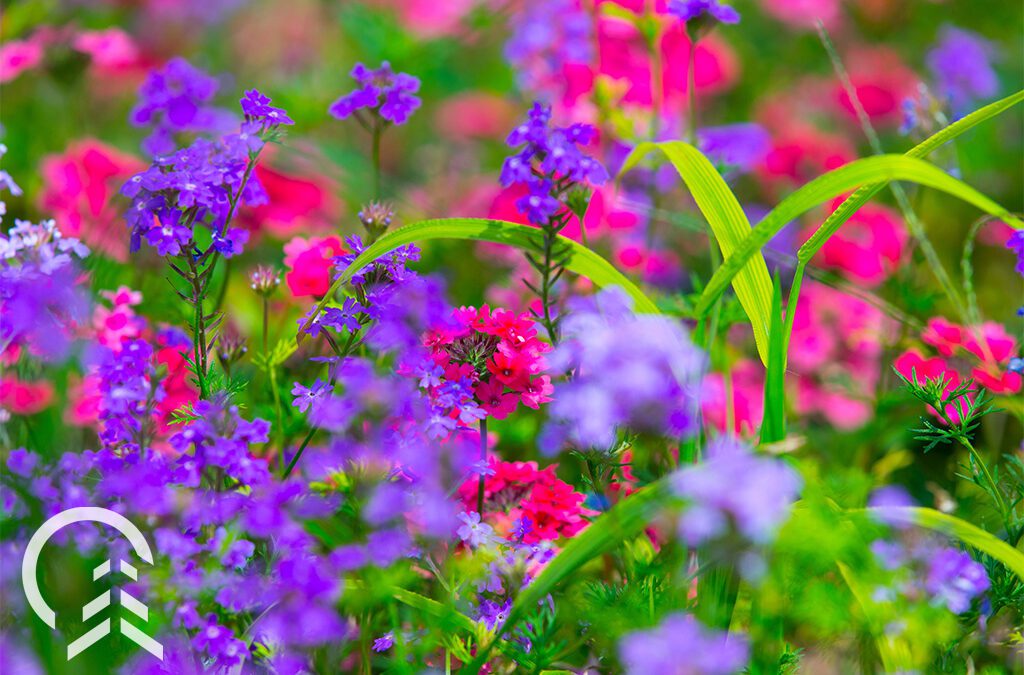 pink and purple blooms in garden -Platt Hill Nursery-Chicago