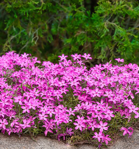 pink creeping phlox flowers -Platt Hill Nursery-Chicago
