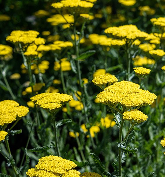 yellow yarrow flowers -Platt Hill Nursery-Chicago