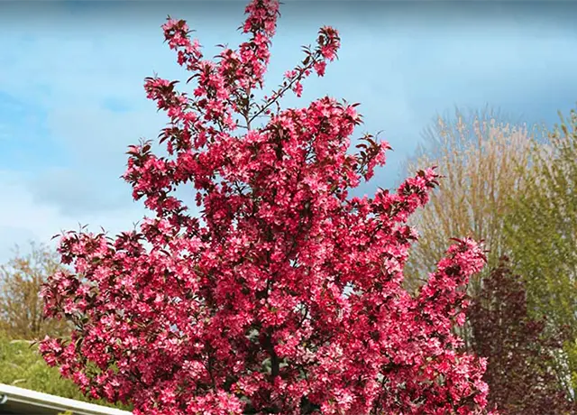 Crabapple with spring blooms