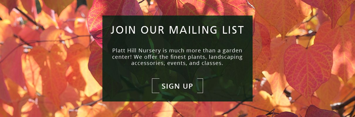 Eastern Redbud tree foliage-newsletter subscribe button-Platt Hill Nursery-Chicago