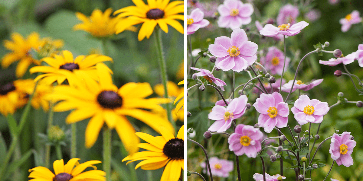 Japanese anemone and rudbeckia perennials -Platt Hill Nursery-Chicago