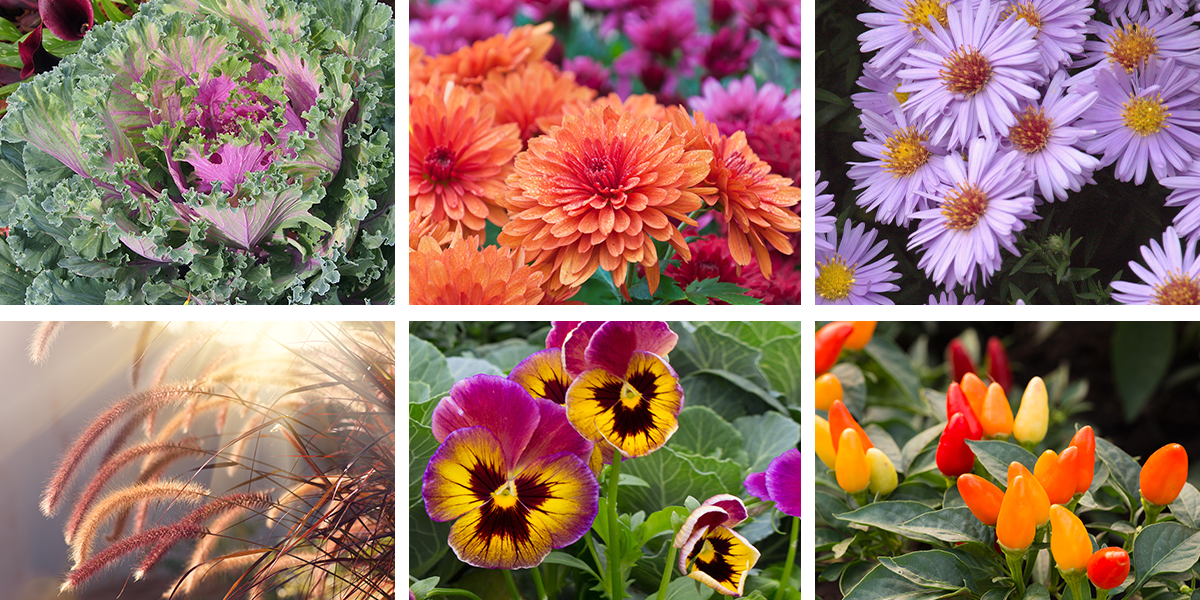 assorted colorful autumn plants - Platt Hill Nursery-Chicago
