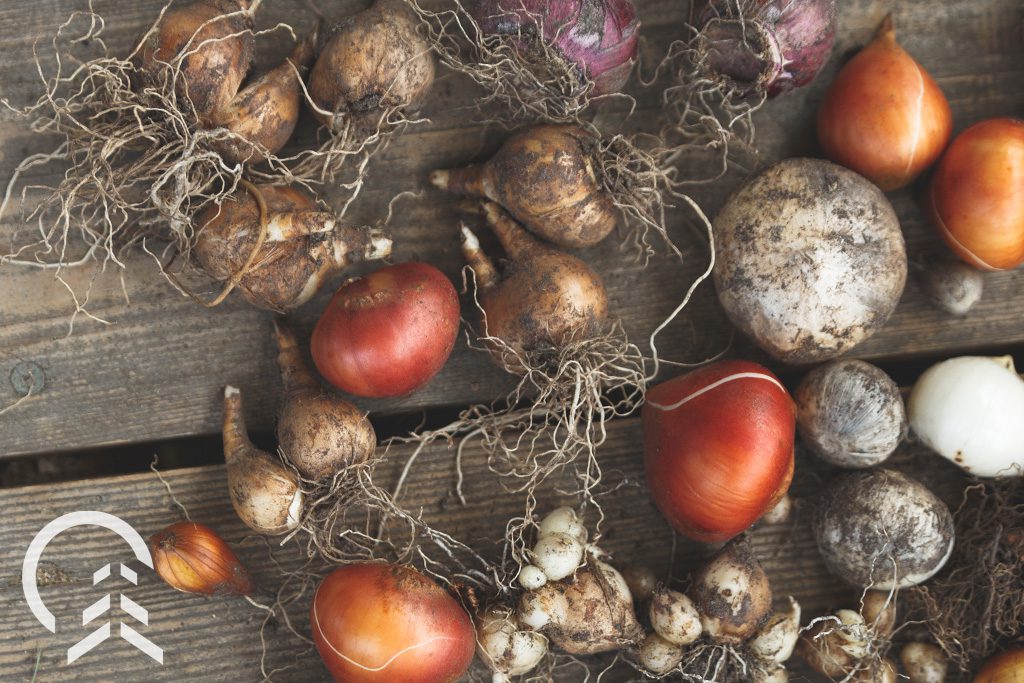 Assorted fall bulbs for spring color