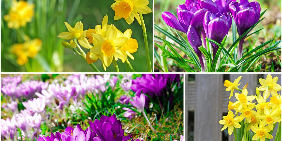 blooming crocus and daffodil-Platt Hill Nursery-Chicago
