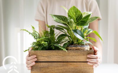 Getting Your Houseplants Ready for Fall