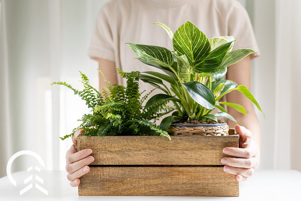 How to Get Rid of Bugs on Indoor Plants - Platt Hill Nursery - Blog & Advice