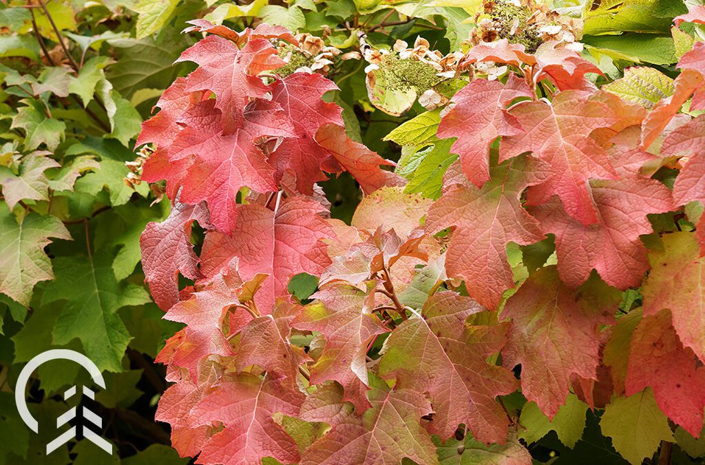 oakleaf hydrangea in autumn - Platt Hill Nursery-Chicago